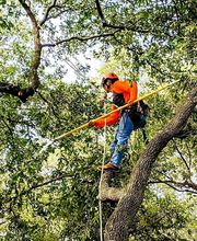 TreeTech TX image 10