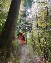 Forstbetrieb Blackforest Bild 1