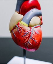 Dr. V. Nam Tran Bild 3