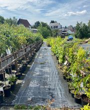 Baumschule Feustel Bild 3