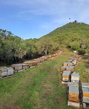 Secrets d'Abeilles image 3