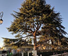 Arbor Elag image 11