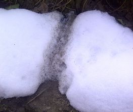 Jörg Lorenz Schädlingsbekämpfung Bild 4