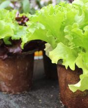 Gärtnerei Ludwig Leinauer Bild 3