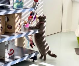 Katzen-Praxis.ch Bild 6
