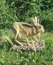 Lanaud Petot Virginie image 7