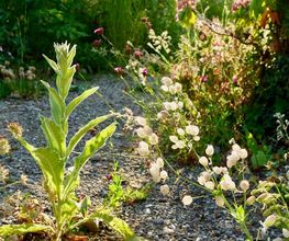 Wildblumendienst Bild 2