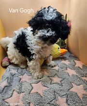 Elevage Des Jours Étoilés image 3