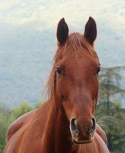 Cheval Vert image 1