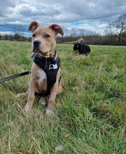 Éduc'Instinct image 5