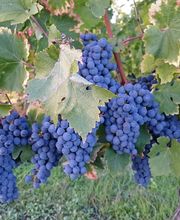 Vignobles Gabard image 14