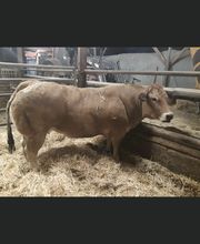 Auvergne Viande image 3