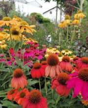 Blumen Hopf Bild 1