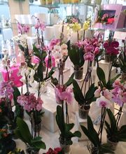 A la Fleur de Nice image 10