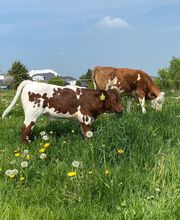 TiKa vom Moslerhof Bild 3