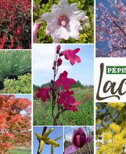 Lacausse Pépinières image 3