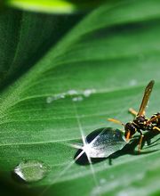 VerEx - Schädlingsbekämpfung Erlangen