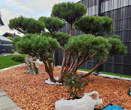 Amalea Garten Bild 6