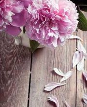 Drucy Isabelle image 7