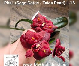 MyOrchids.shop Bild 3