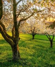 Brandenberger Bestattungen Bild 6