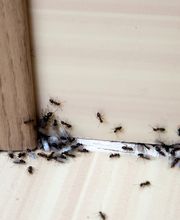 Peachtree Pest Control image 1
