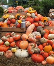 Kürbisdomizil&Kreativschmiede Bild 2