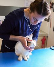 Clinique véterinaire des trois fontaines image 8