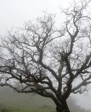 Dietz Gartenbau GmbH Bild 12