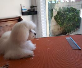 Edith Toilettage image 3
