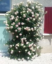 Baeza Christophe image 12