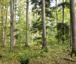FriedWald Blaubeuren Bild 4