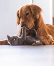 Pro Distribution Alimentation Animale - Armurerie image 7