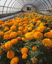 A. Pinto Fleurs Bild 4