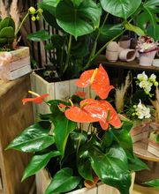 hollenstein blumengarten ag-Blumenshop-Gärtnerei-Gartenbau-Unterhalt-Grabpflege Bild 1