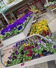 hollenstein blumengarten ag-Blumenshop-Gärtnerei-Gartenbau-Unterhalt-Grabpflege Bild 12
