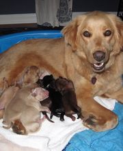 Southern Paws Animal Hospital image 15
