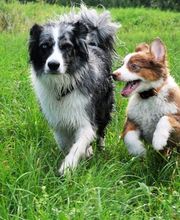 Hundeschule Amperland Ihre mobile Hundeschule bei FFB Bild 7