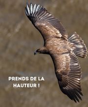 Quesnel David image 5