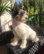 Élevage familial de la Pomaille image 12