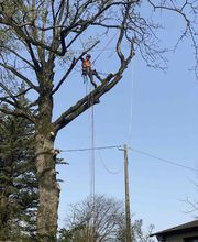 Kangourou Arboricole Élagage image 3