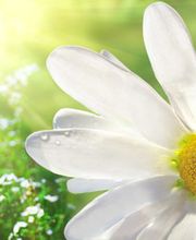 Strobelt-Lockenvitz Petra Bild 2