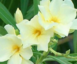 flor-vivero-04.jpg