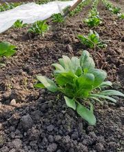 Marché Balmer Bild 8