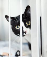 Tierarzt Aachen, Tierärztliches Zentrum für Chirurgie Dr. Kinzel Aachen Bild 2