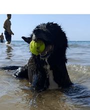 Adiestra2 / Adiestrador Canino en Barcelona y alrededores imagen 1