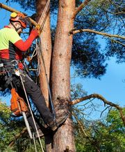 WILCO PAYSAGE image 1