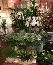 La Fioreria Lugano® Bild 7