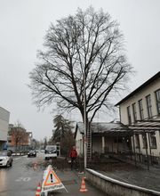 Baumpflege Hofstetter GmbH Bild 3