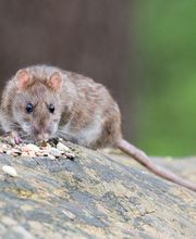 Abando Desinfecciones imagen 7